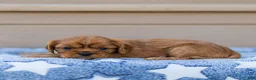 Cavalier King Charles Spaniel dogs for sale: Olive Cavalier King Charles Spaniel  - Ad 2