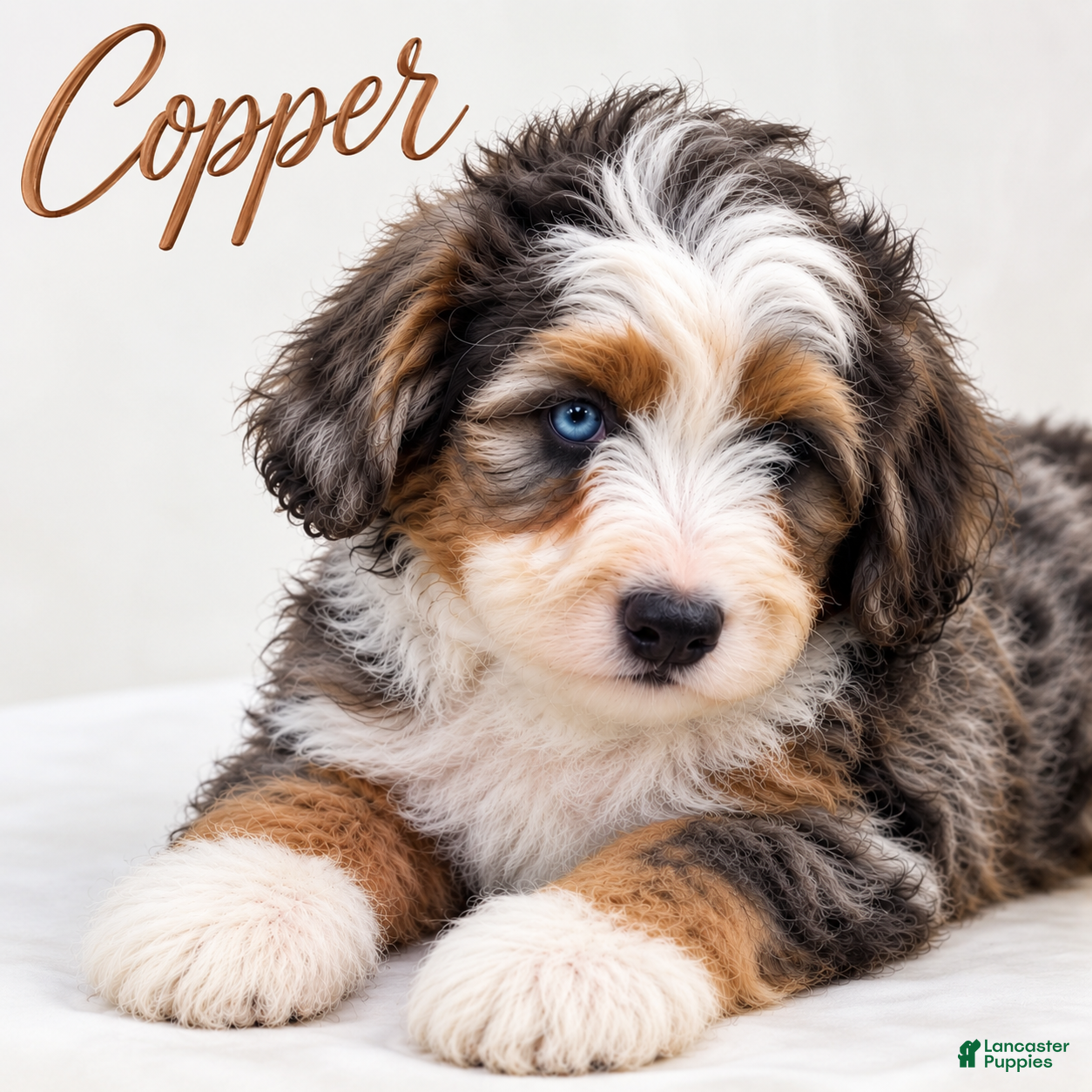 Mini Bernedoodle dogs Copper - Ad 14