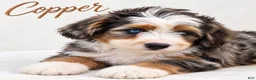 Mini Bernedoodle dogs for sale: Copper - Ad 1