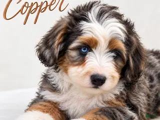 Mini Bernedoodle dogs Copper - Ad 14