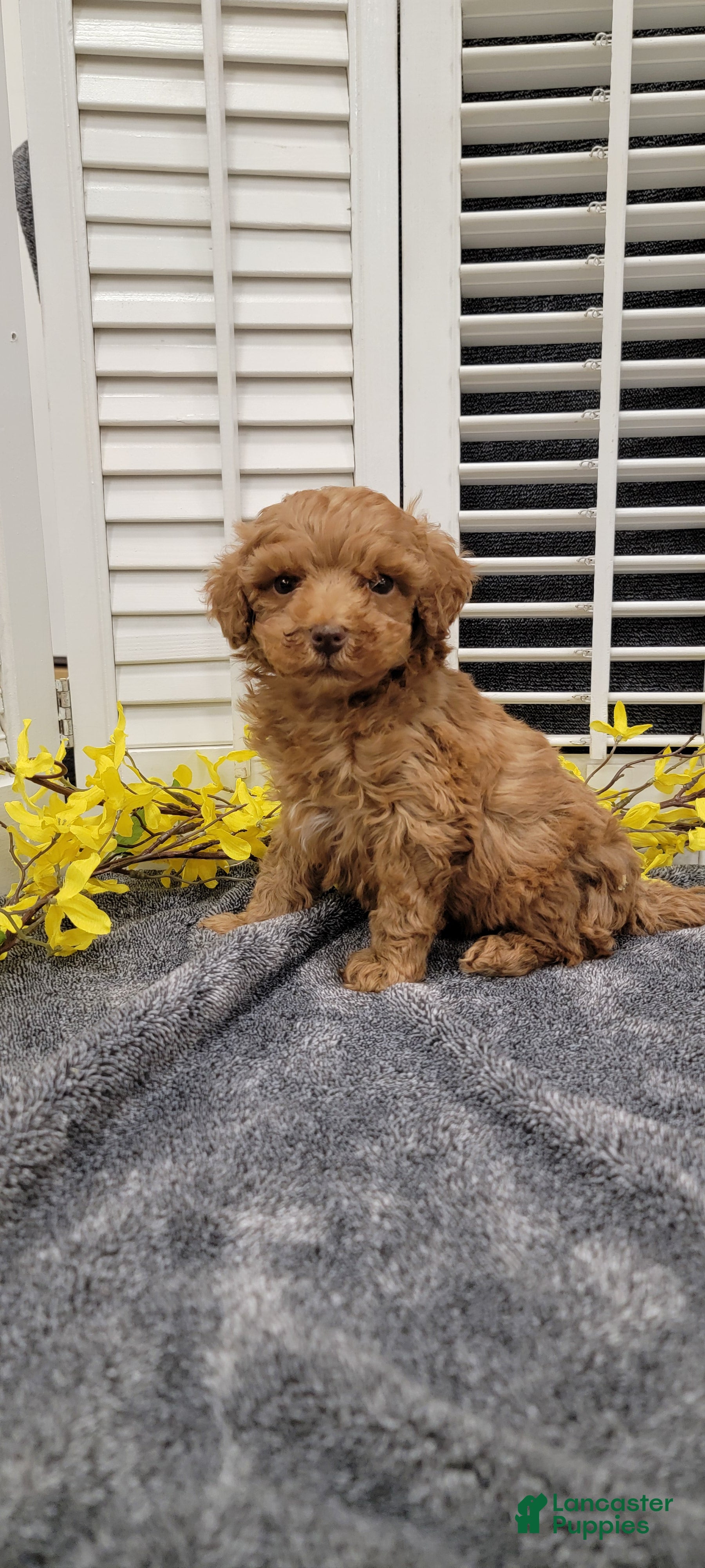 Miniature Poodle dogs Lilac - Ad 1