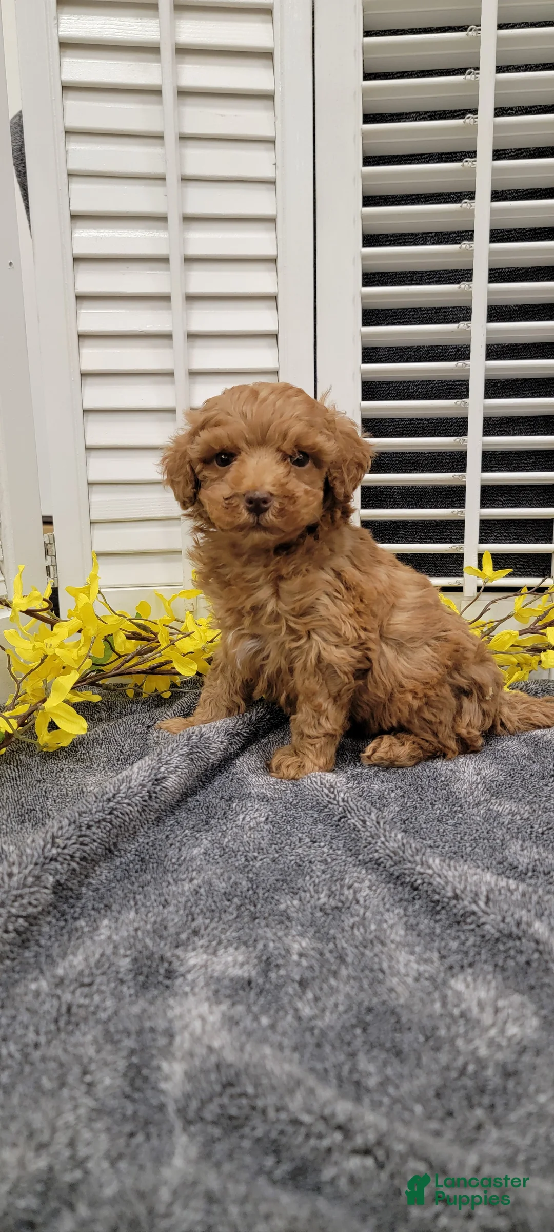 Miniature Poodle dogs for sale: Lilac - Ad 1