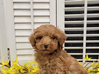 Miniature Poodle dogs for sale: Lilac - Ad 2