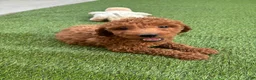 Standard Poodle dogs for sale: Max - Ad 6