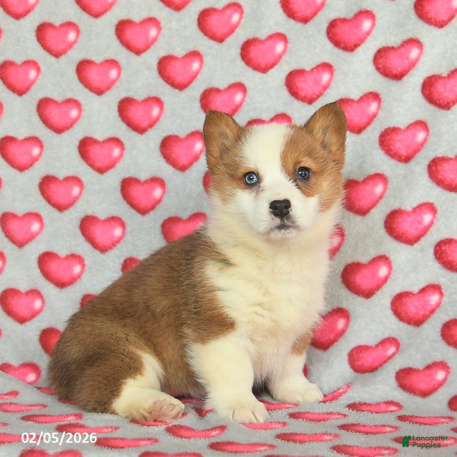 Welsh Corgi Pembroke dogs Penny  - Ad 2