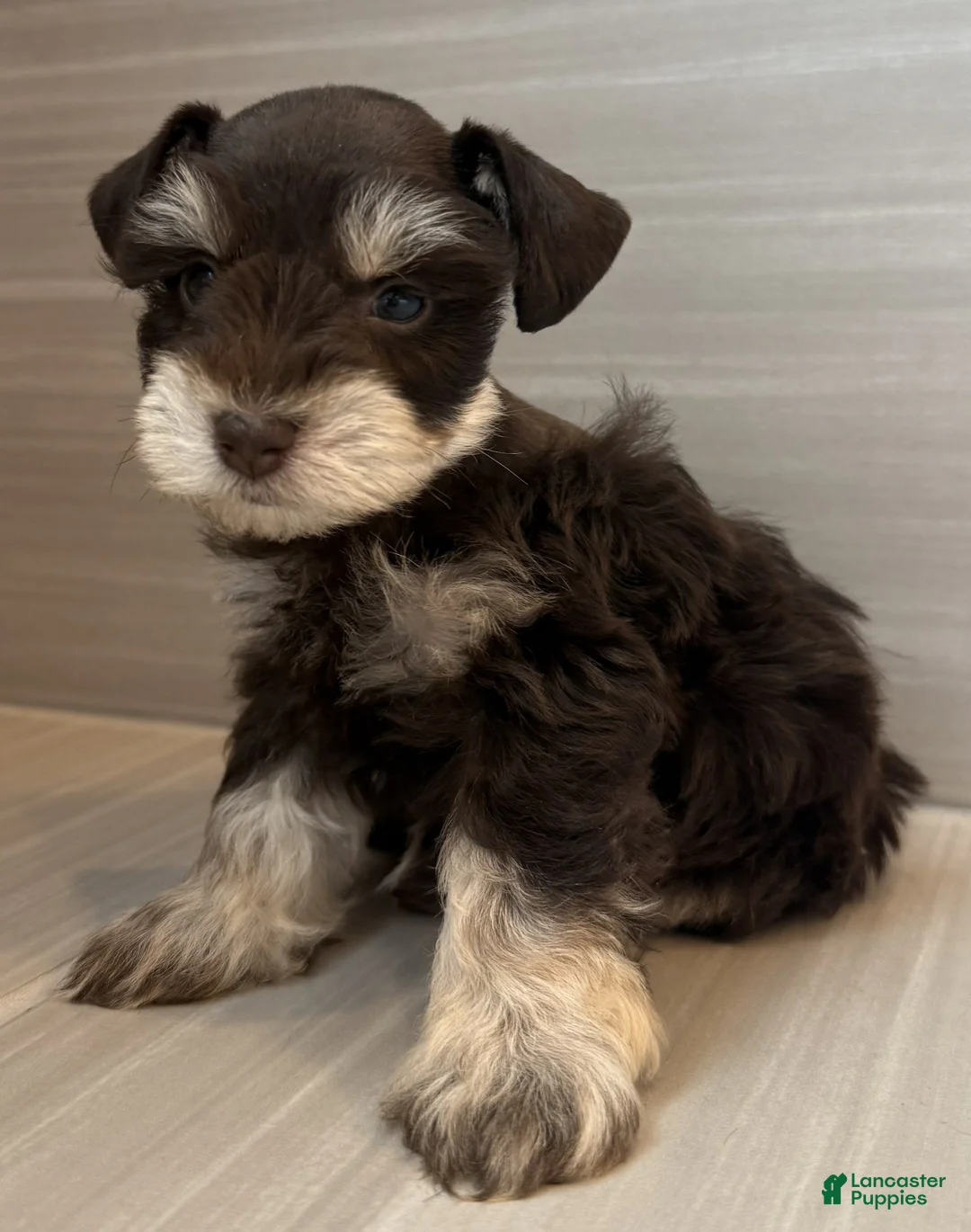 Miniature Schnauzer dogs for sale: Comet - Ad 1