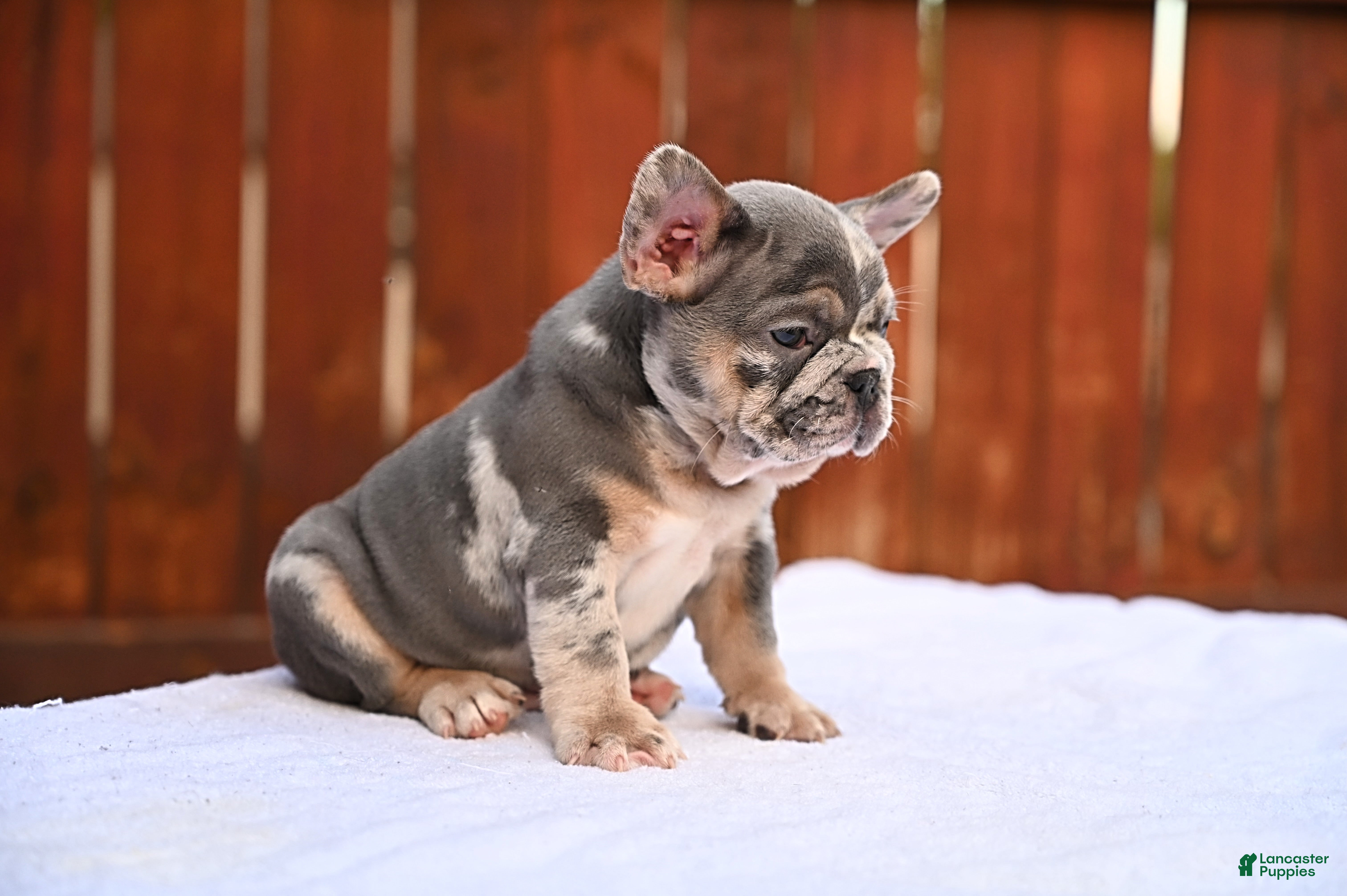 French Bulldog dogs French Bulldog Puppy 3 - Ad 2