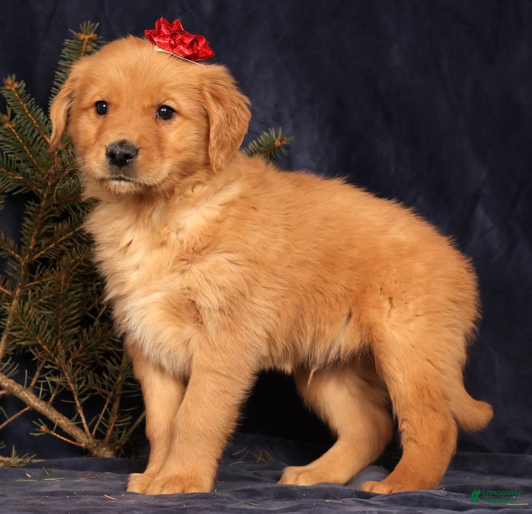 Golden Retriever dogs for sale: Dash - Ad 5