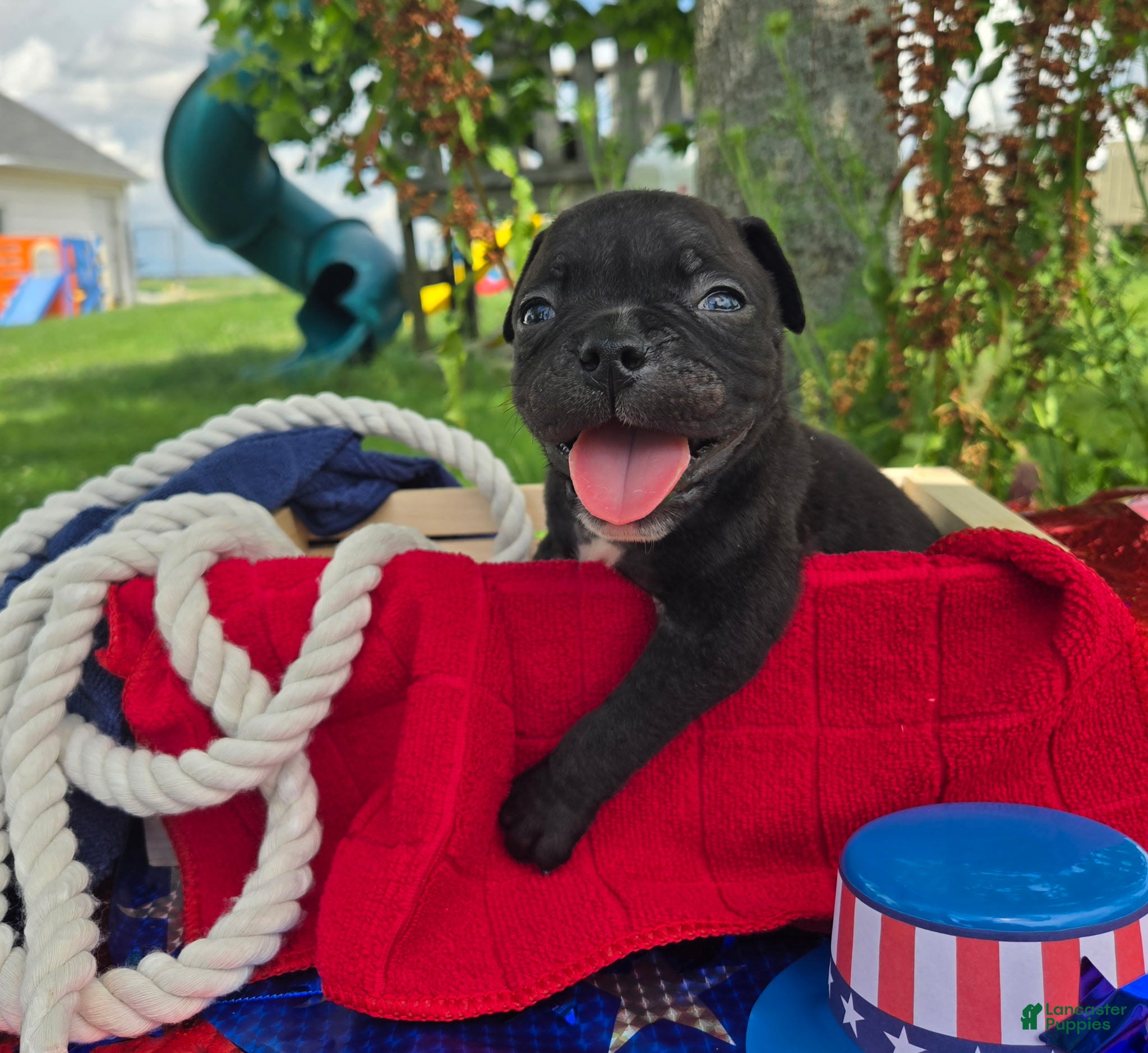 Olde English Bulldogge dogs Woody - Ad 2