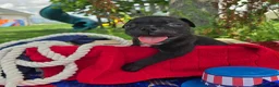 Olde English Bulldogge dogs for sale: Woody - Ad 7
