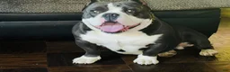 American Bully dogs for sale: Krillin - Ad 23