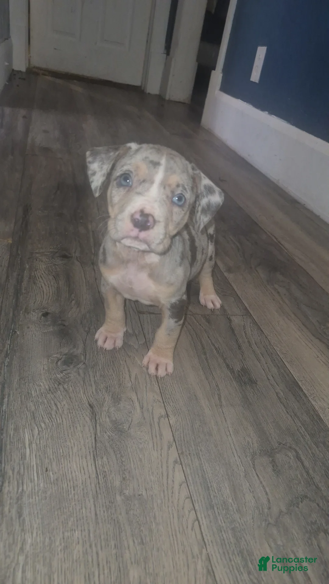 American Bully dogs for sale: Valentina - Ad 2