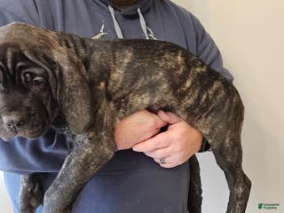 Cane Corso dogs Cane Corso Female Puppy Joy - Ad 33