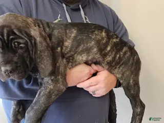 Cane Corso dogs Cane Corso Female Puppy Joy - Ad 40