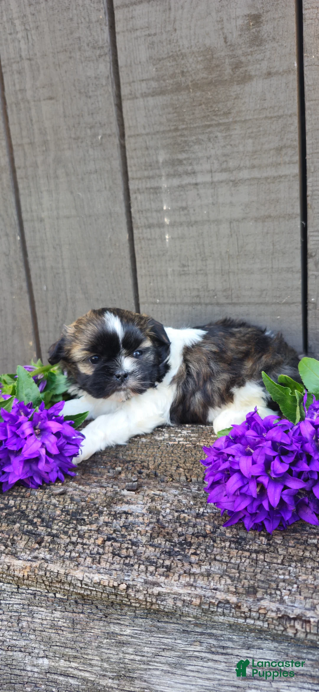 Teddy Bear dogs for sale: Pandora - Ad 2