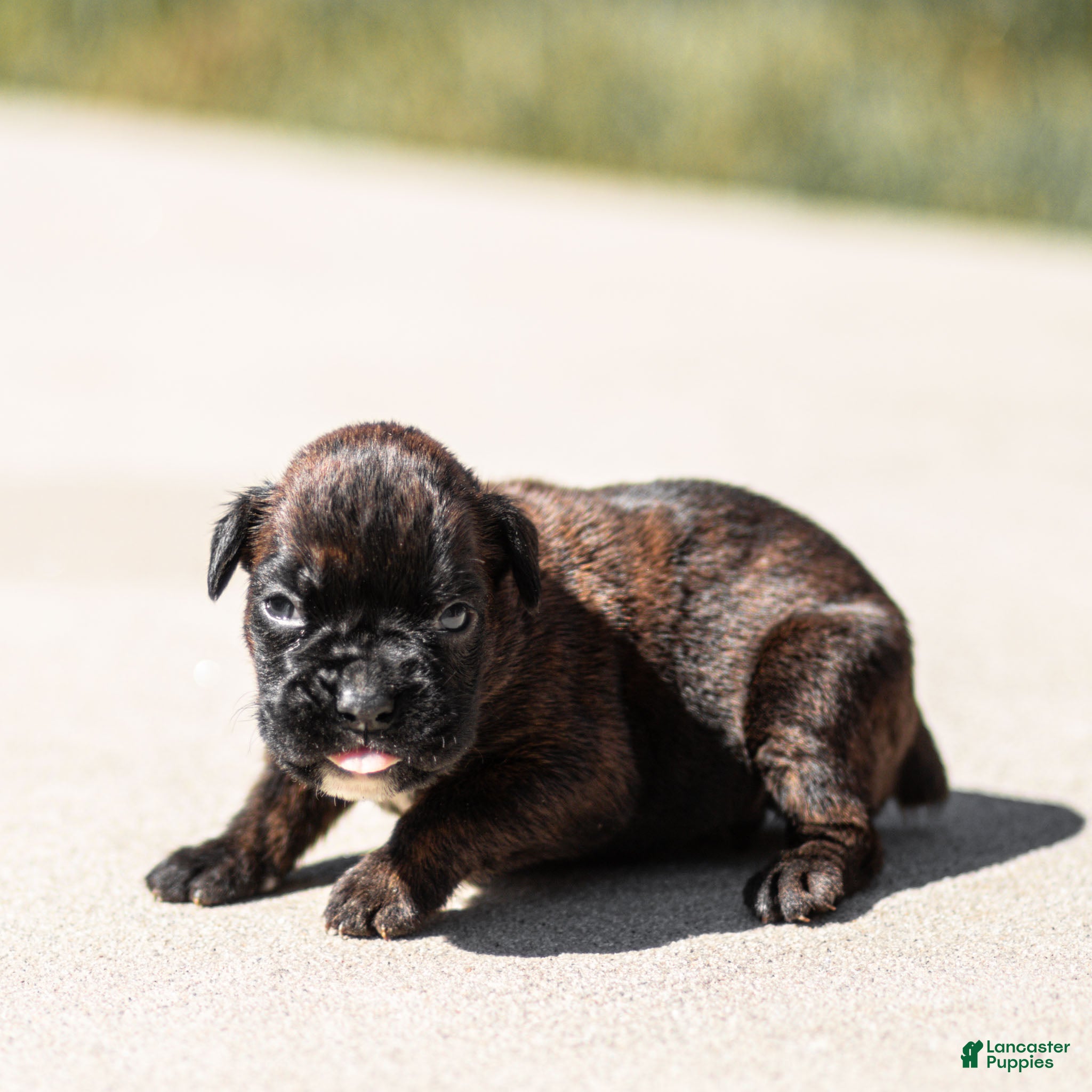 Boxer dogs Lenny Boxer Puppy  - Ad 1