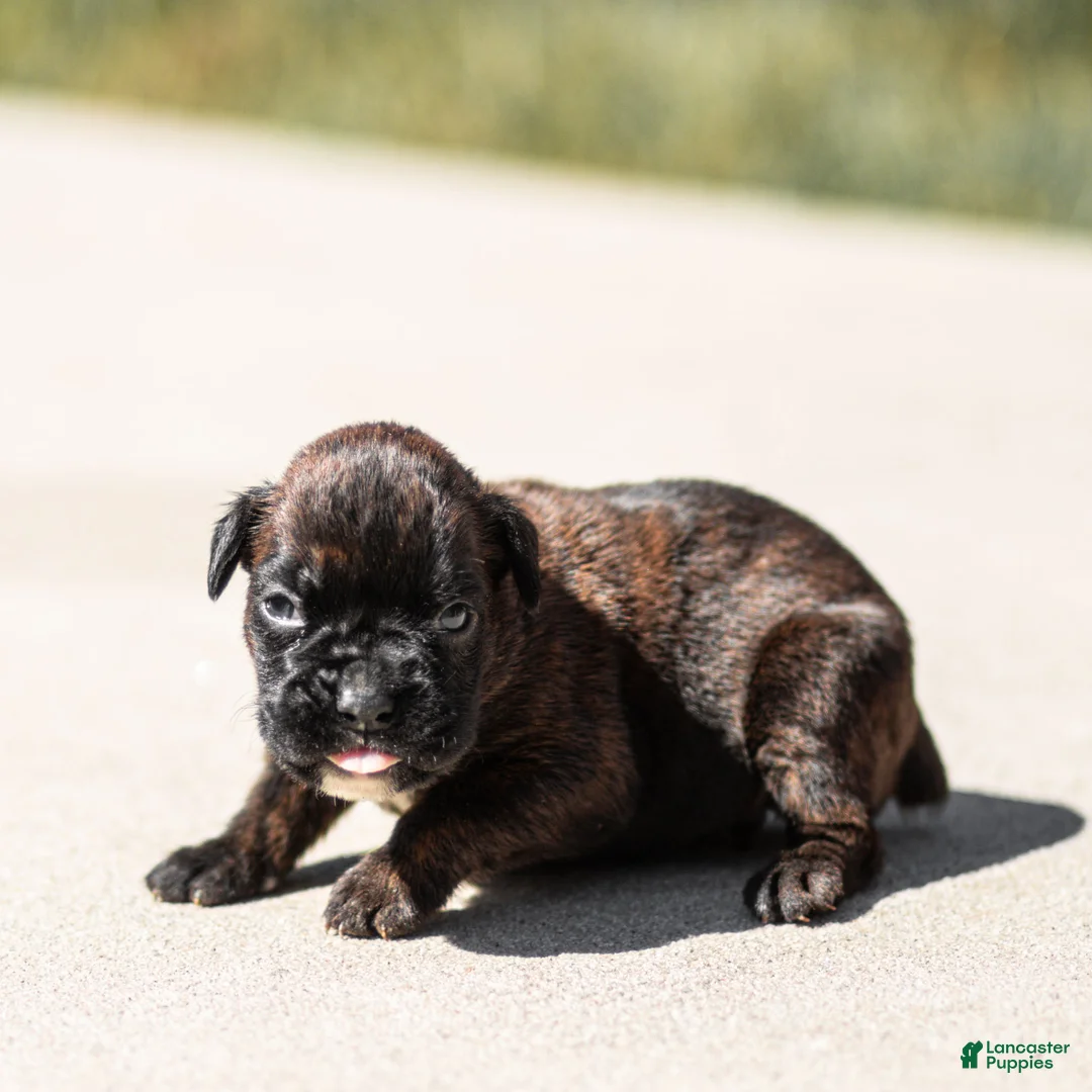 Boxer dogs for sale: Lenny Boxer Puppy  - Ad 1