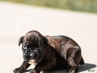 Boxer dogs for sale: Lenny Boxer Puppy - Ad 3