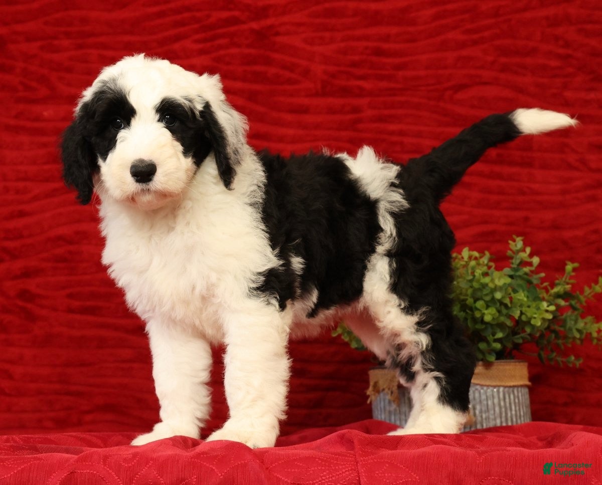 Sheepadoodle dogs for sale: Henry - Ad 2