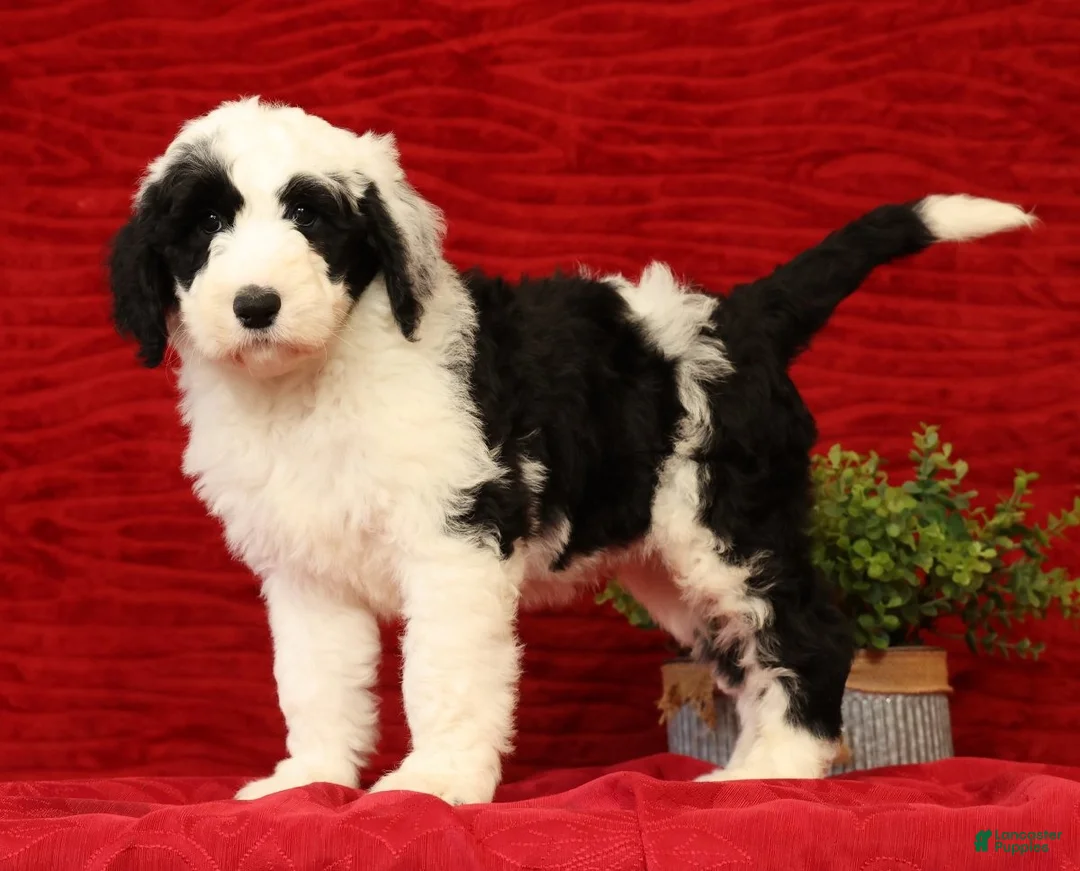 Sheepadoodle dogs for sale: Henry - Ad 2