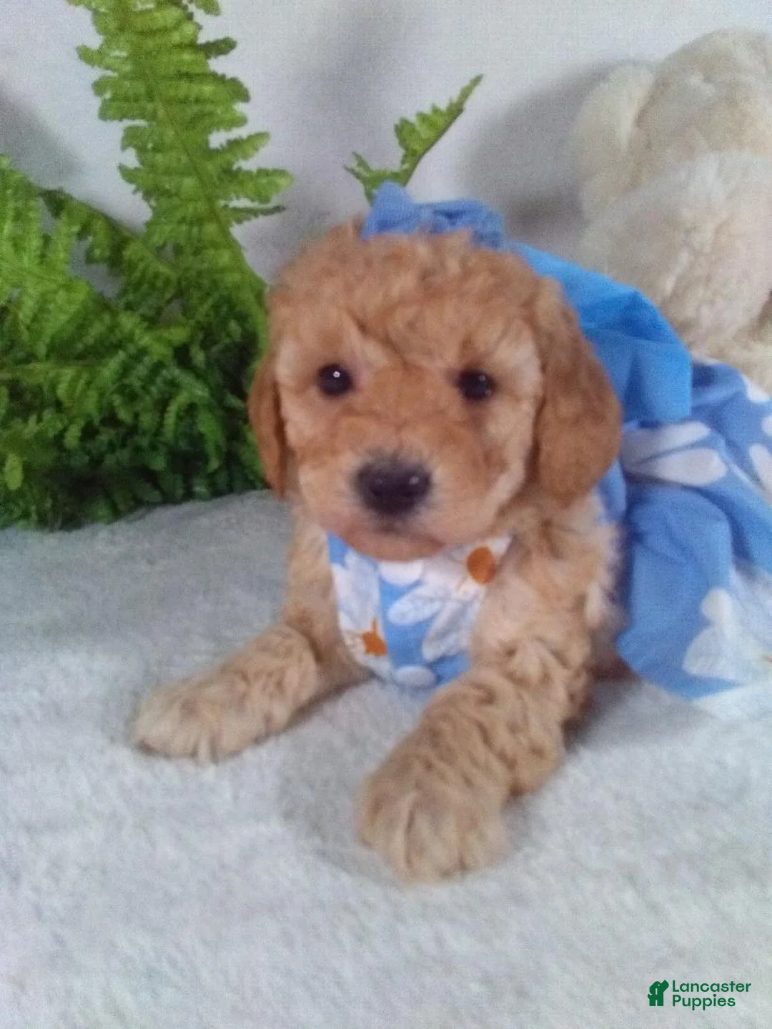 Bichpoo dogs for sale: Annie - Ad 3