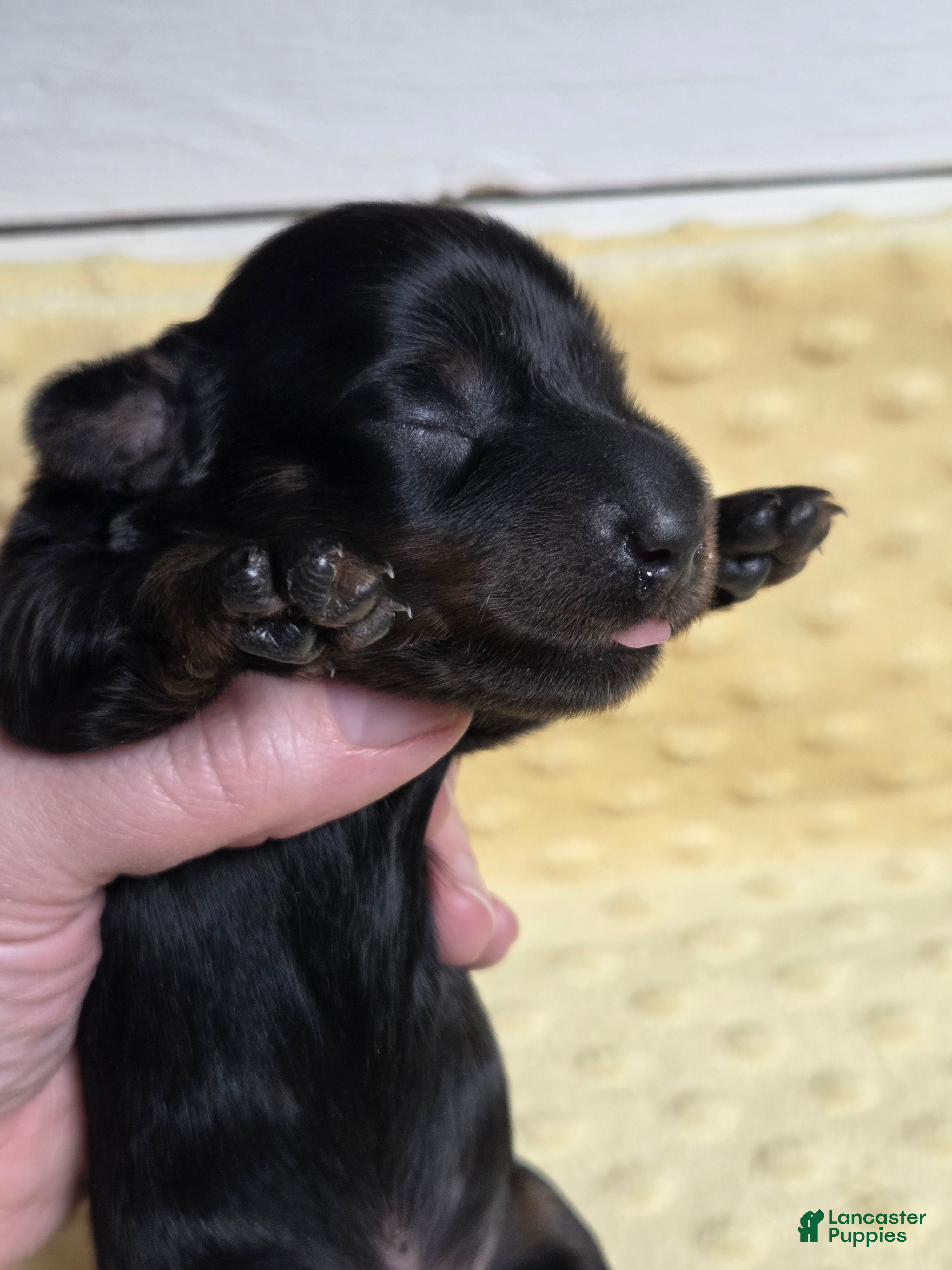 Miniature Dachshund dogs Pita - Ad 5