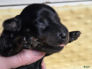 Miniature Dachshund dogs Pita - Ad 21