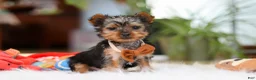 Yorkshire Terrier dogs for sale: Trevor - Ad 3