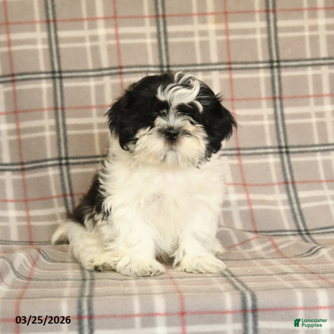 Shih Tzu dogs for sale: Stormy - Ad 2