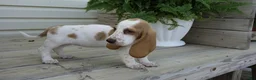 Basset Hound dogs for sale: Ella - Ad 4