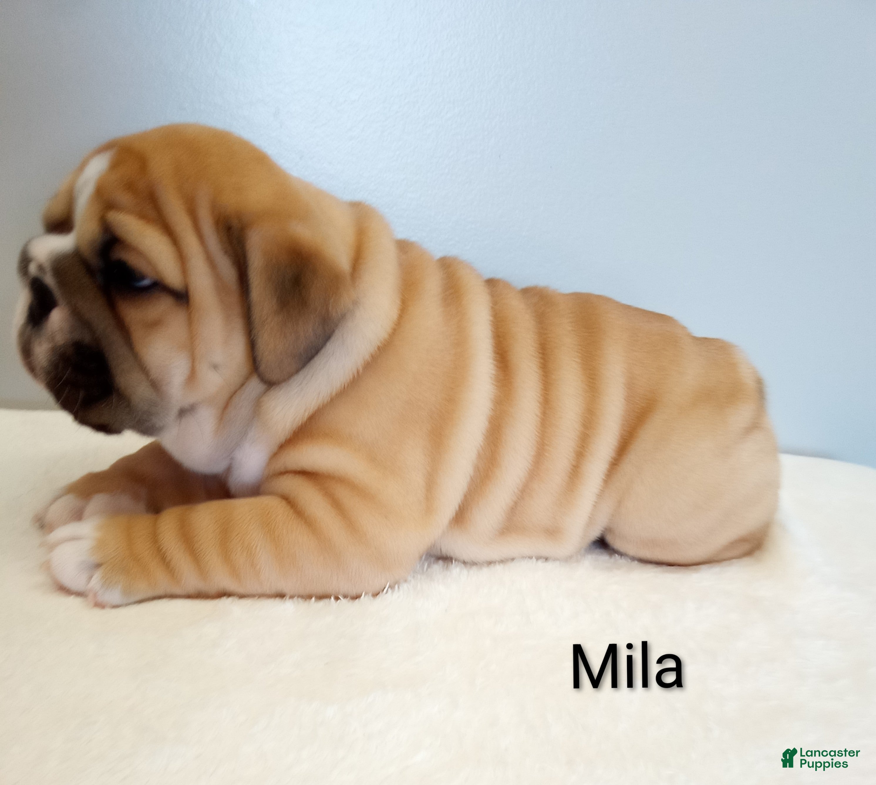 English Bulldog dogs Mila - Ad 1