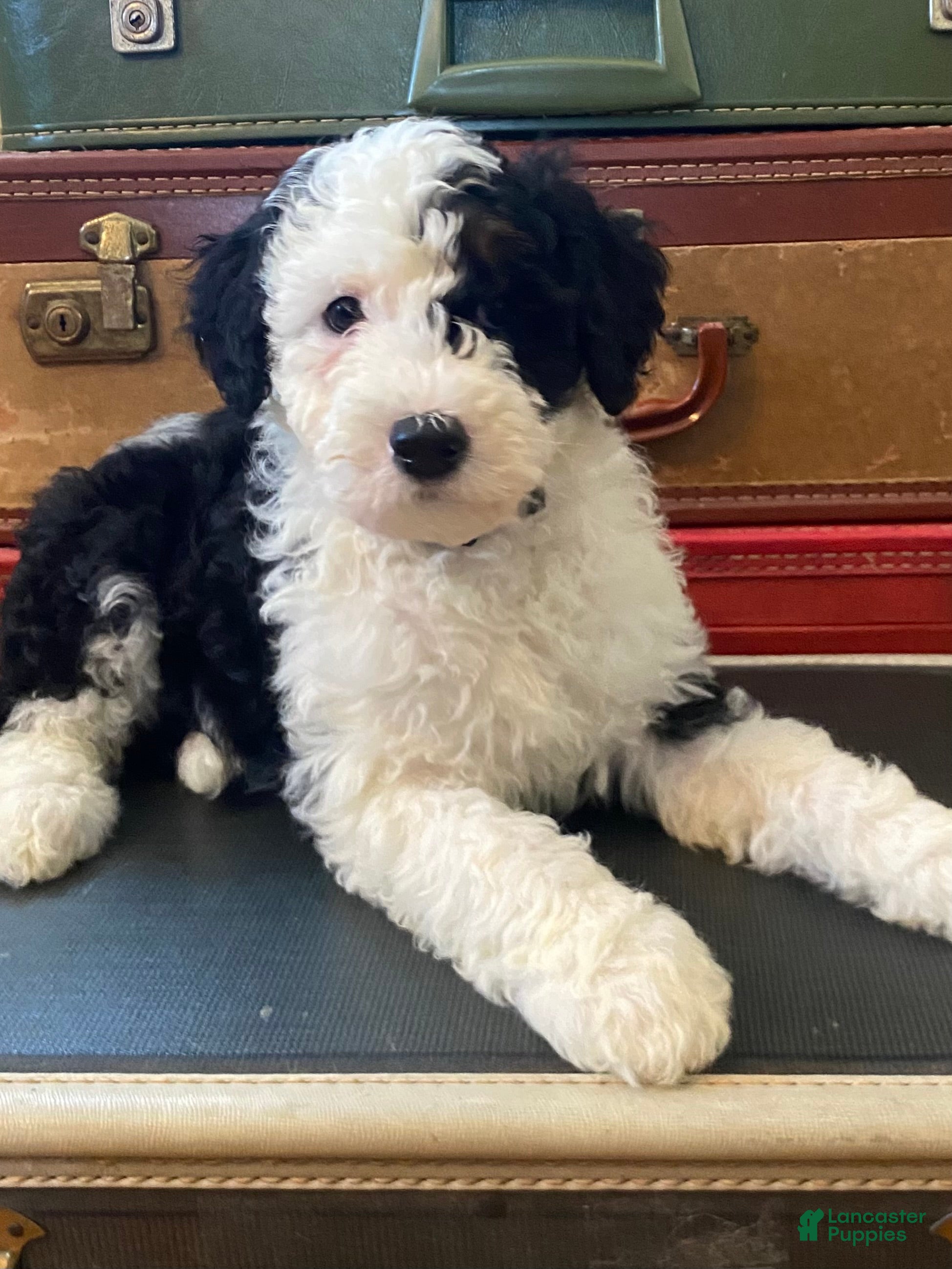 Mini Bernedoodle dogs Lucy - Ad 14