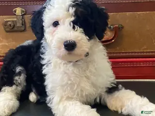Mini Bernedoodle dogs Lucy - Ad 14