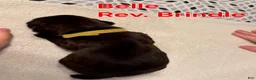 Boxer dogs for sale: Belle - Ad 2