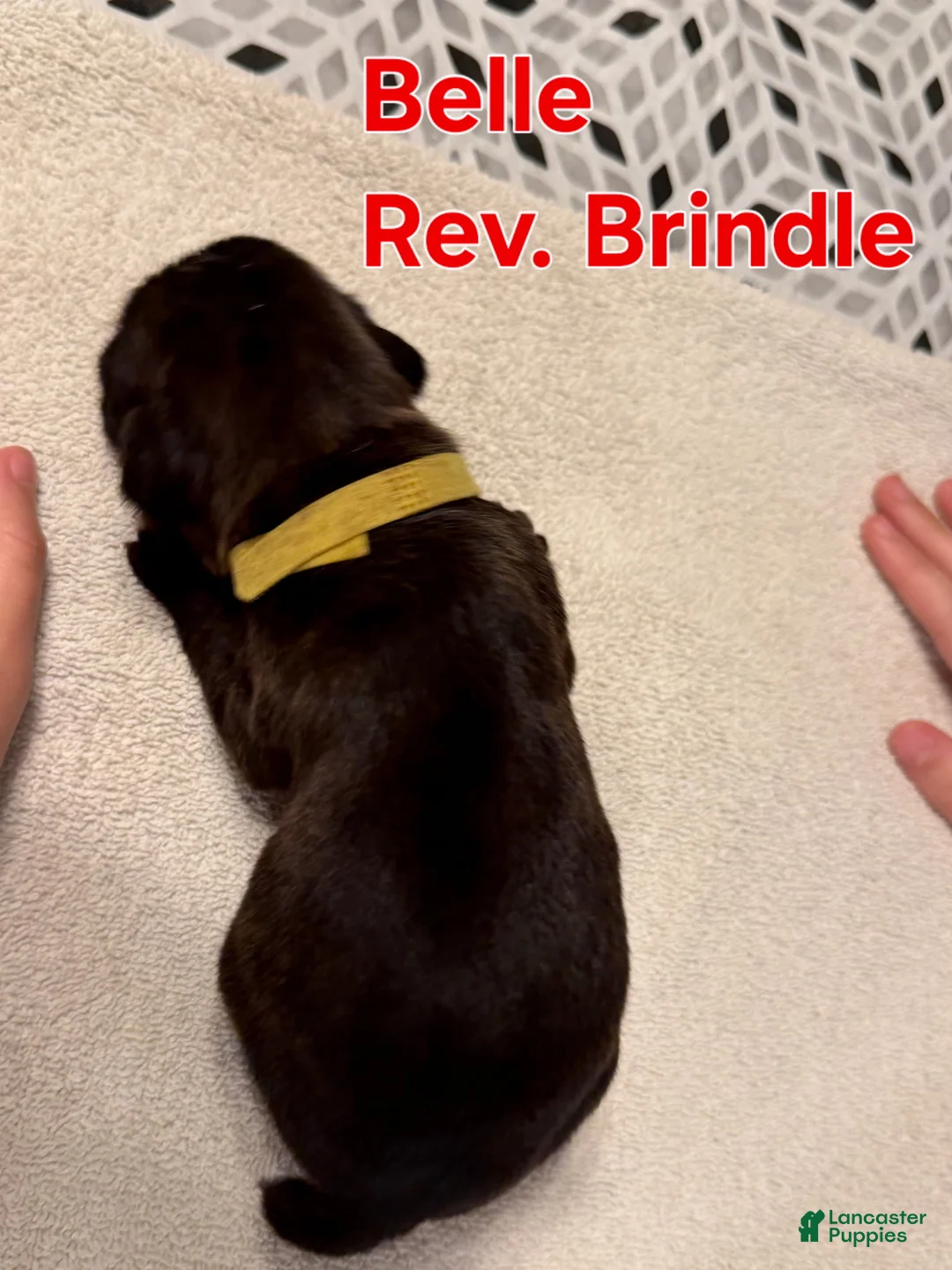 Boxer dogs for sale: Belle - Ad 2