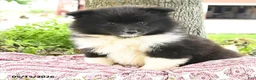 Pomsky dogs for sale: Georgia - Ad 2