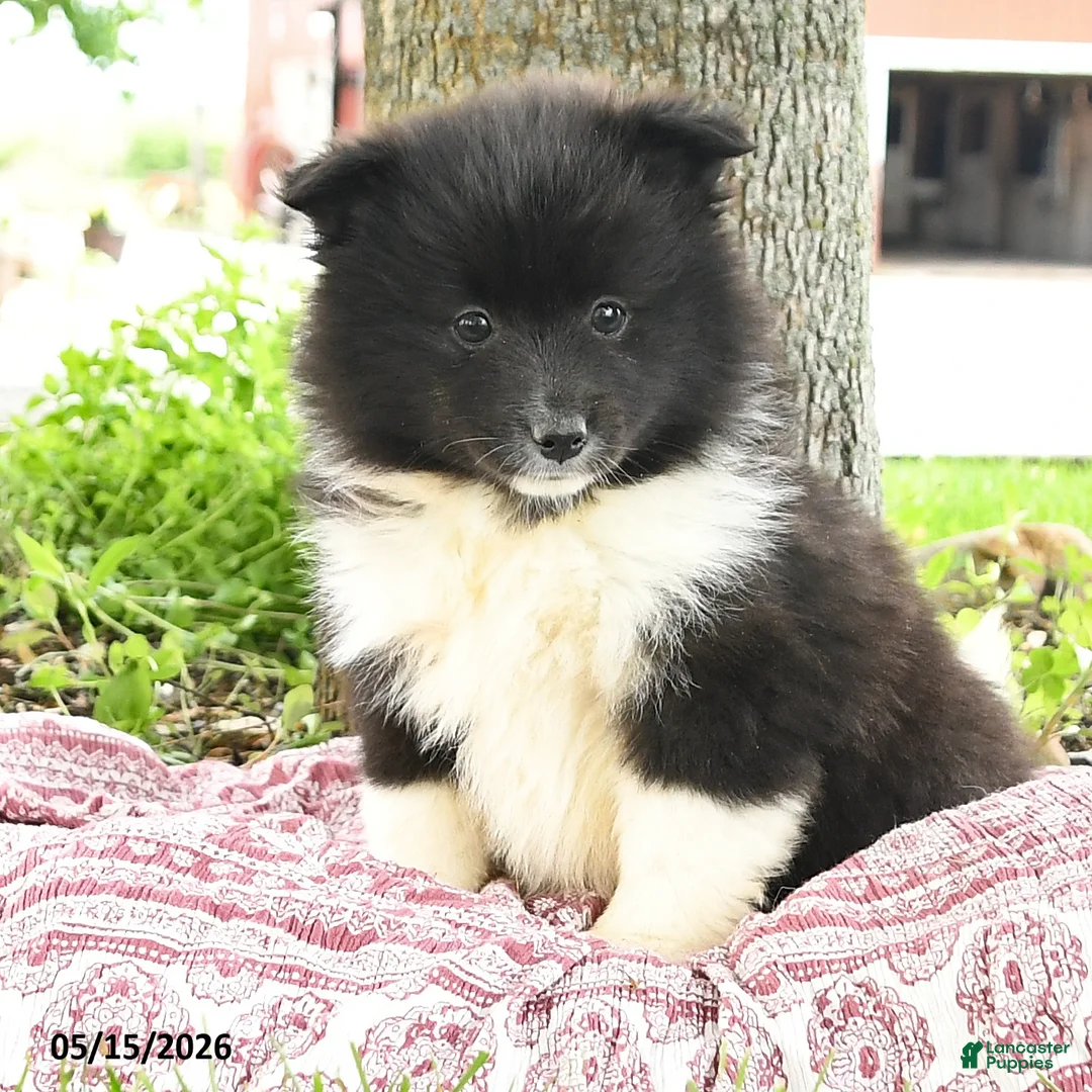 Pomsky dogs for sale: Georgia - Ad 2