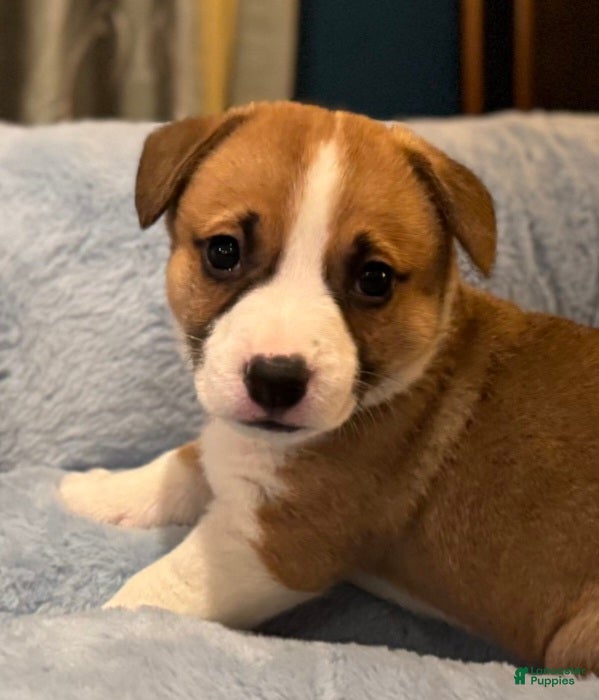 Mixed Breed dogs Indiana Jones - Ad 27