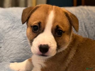 Mixed Breed dogs Indiana Jones - Ad 24