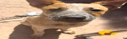 Australian Cattle Dog dogs for sale: Simba and Nala - Ad 3