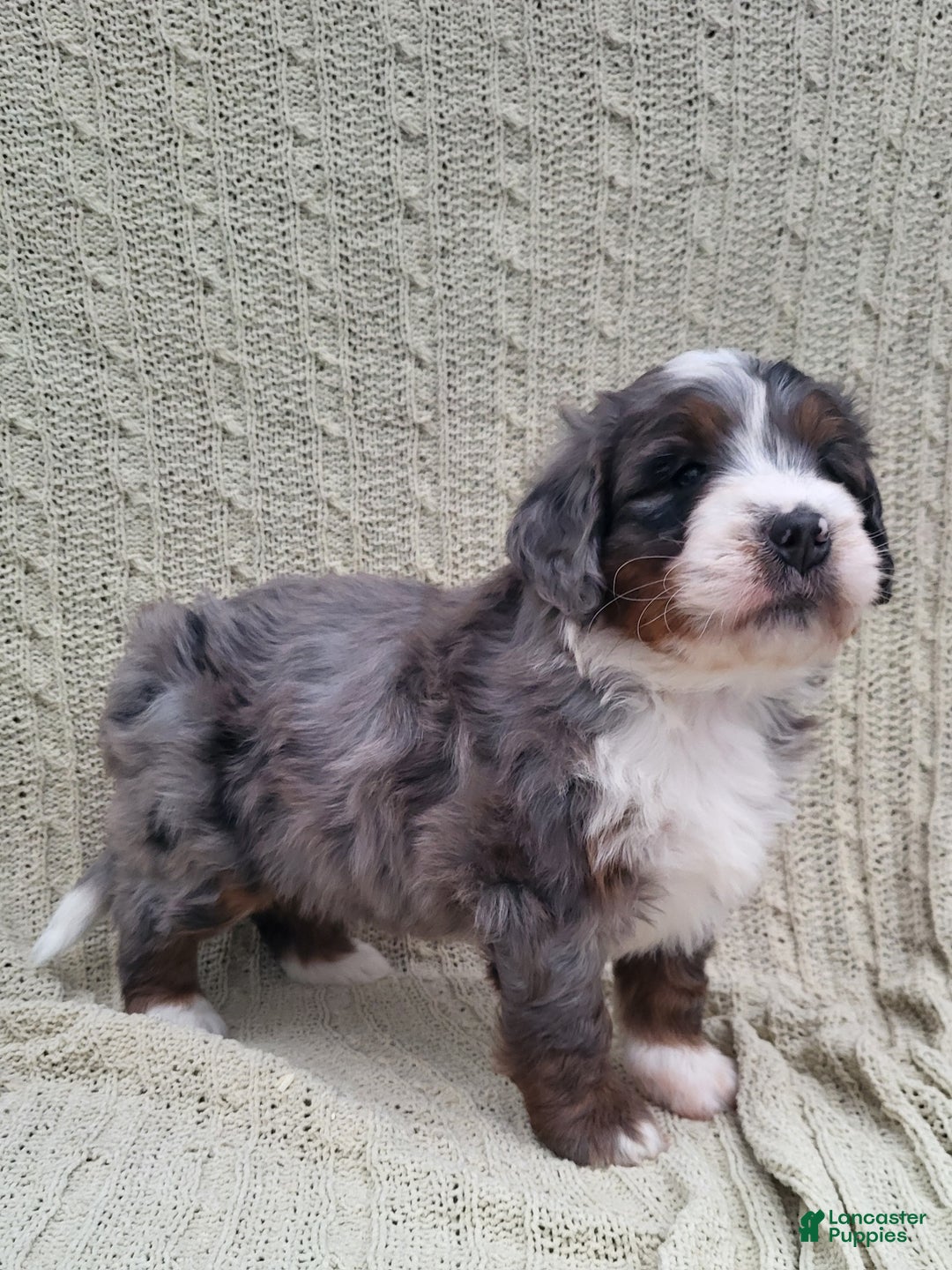Mini Bernedoodle dogs for sale: Slate - Ad 6