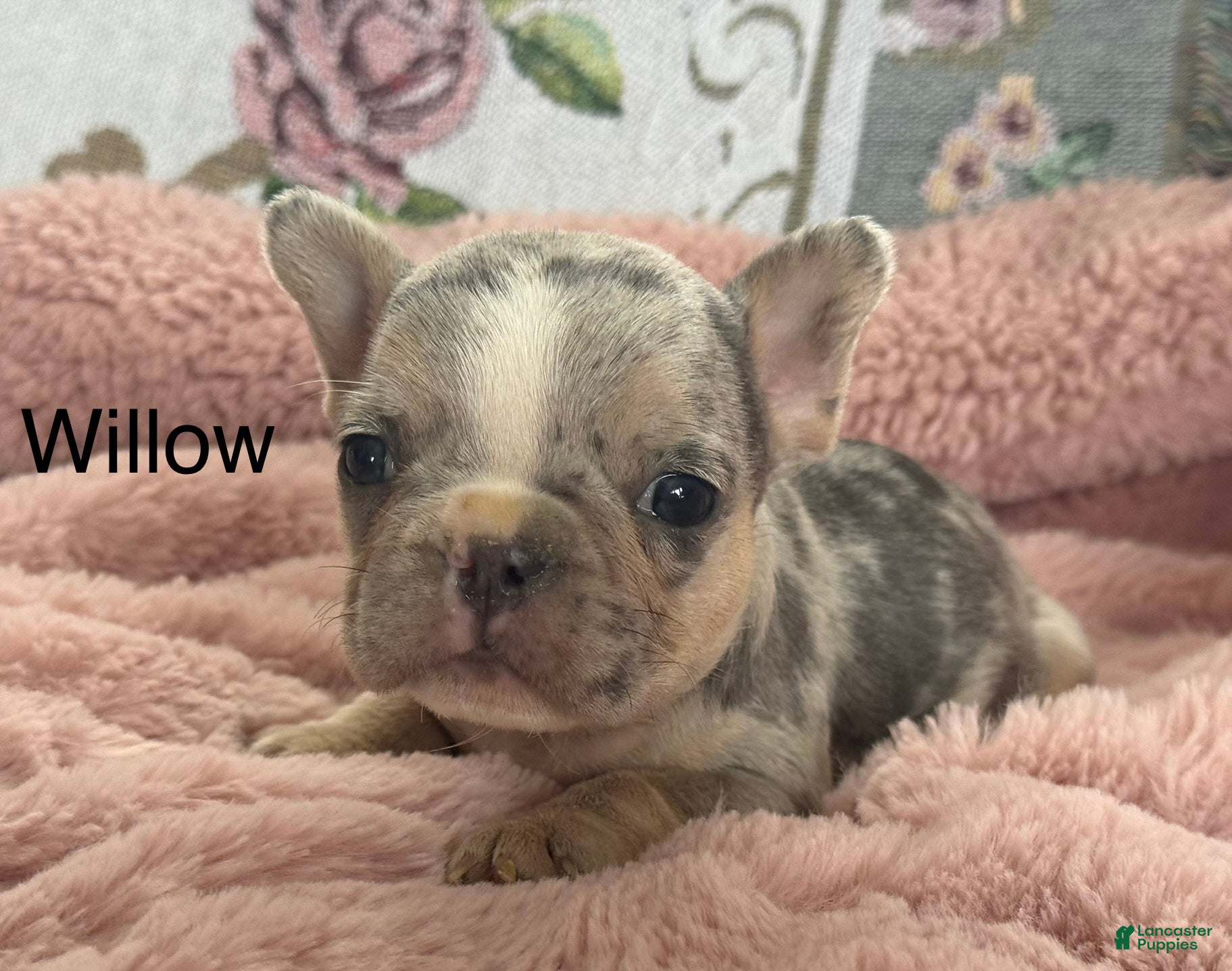 French Bulldog dogs Willow - Ad 28