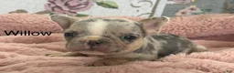 French Bulldog dogs for sale: Willow - Ad 19