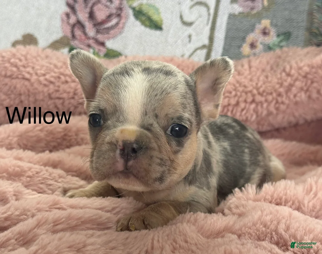 French Bulldog dogs for sale: Willow - Ad 19