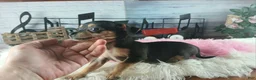 Chihuahua dogs for sale: Chihuahua 4 - Ad 7