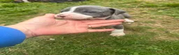 Mixed Breed dogs for sale: Mixed Breed 7 - Ad 3