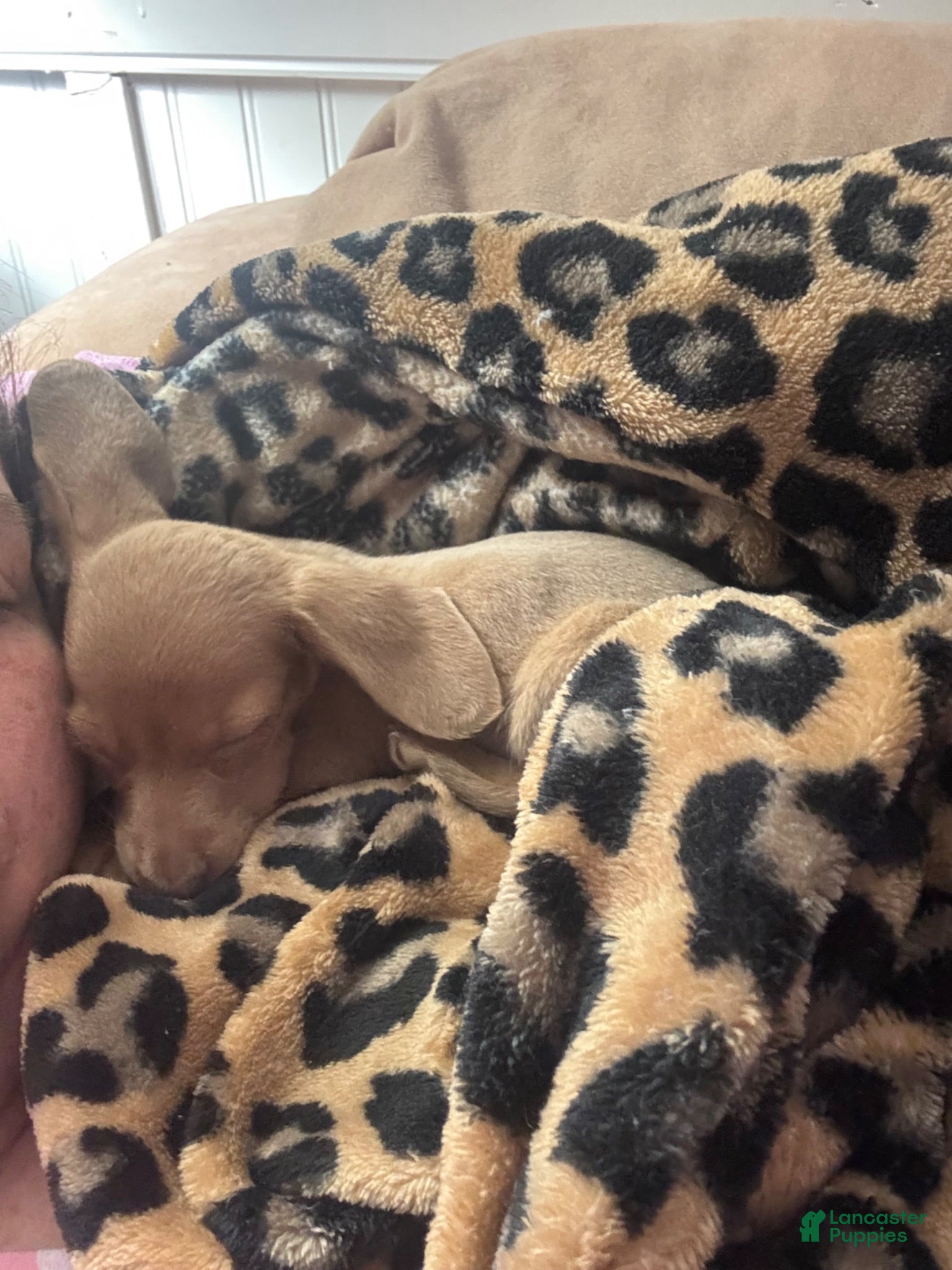 Dachshund dogs Dachshund/Reese - Ad 35