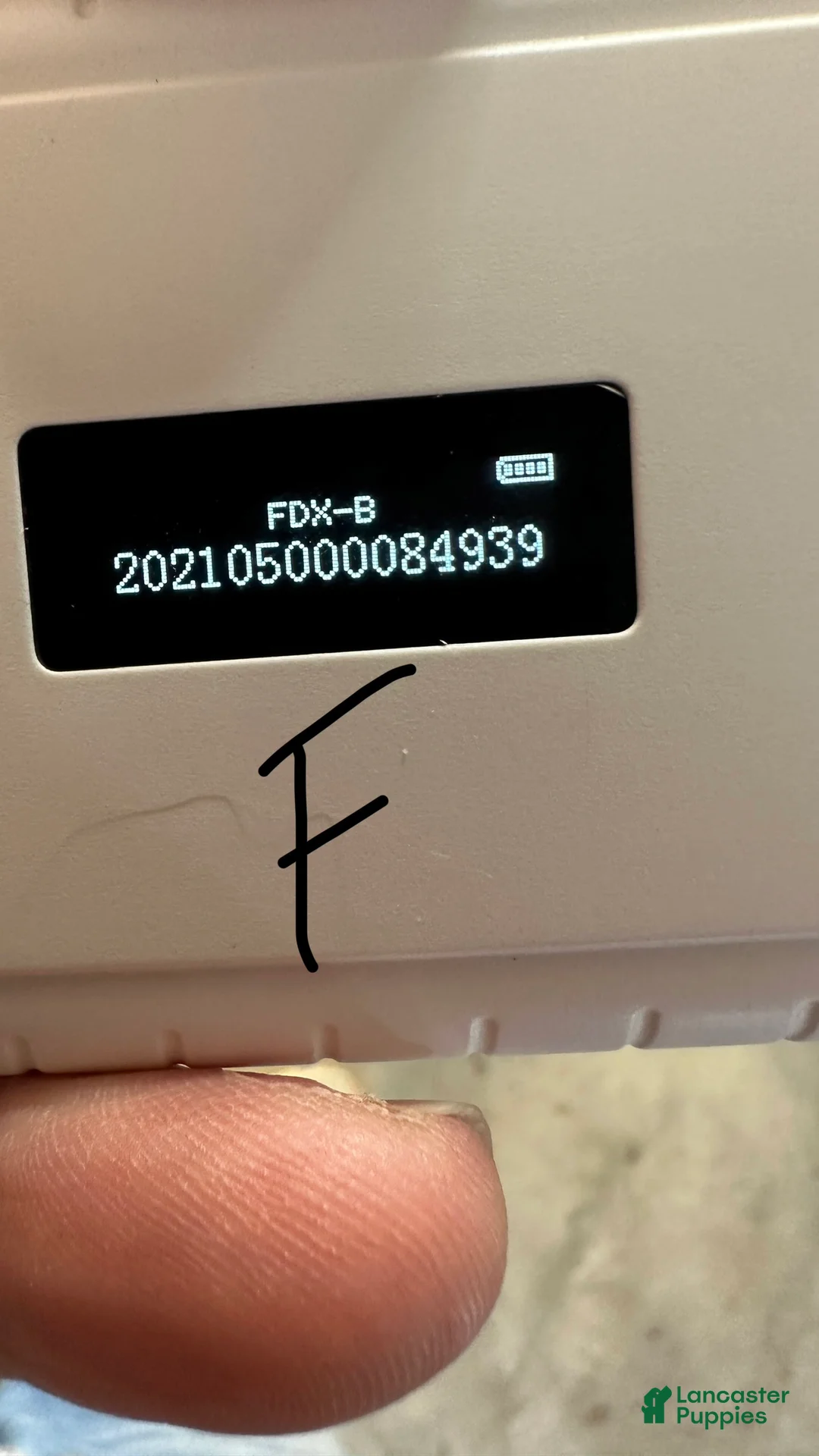 Cavapoo dogs for sale: Girl Dotty - 4936 - Ad 14