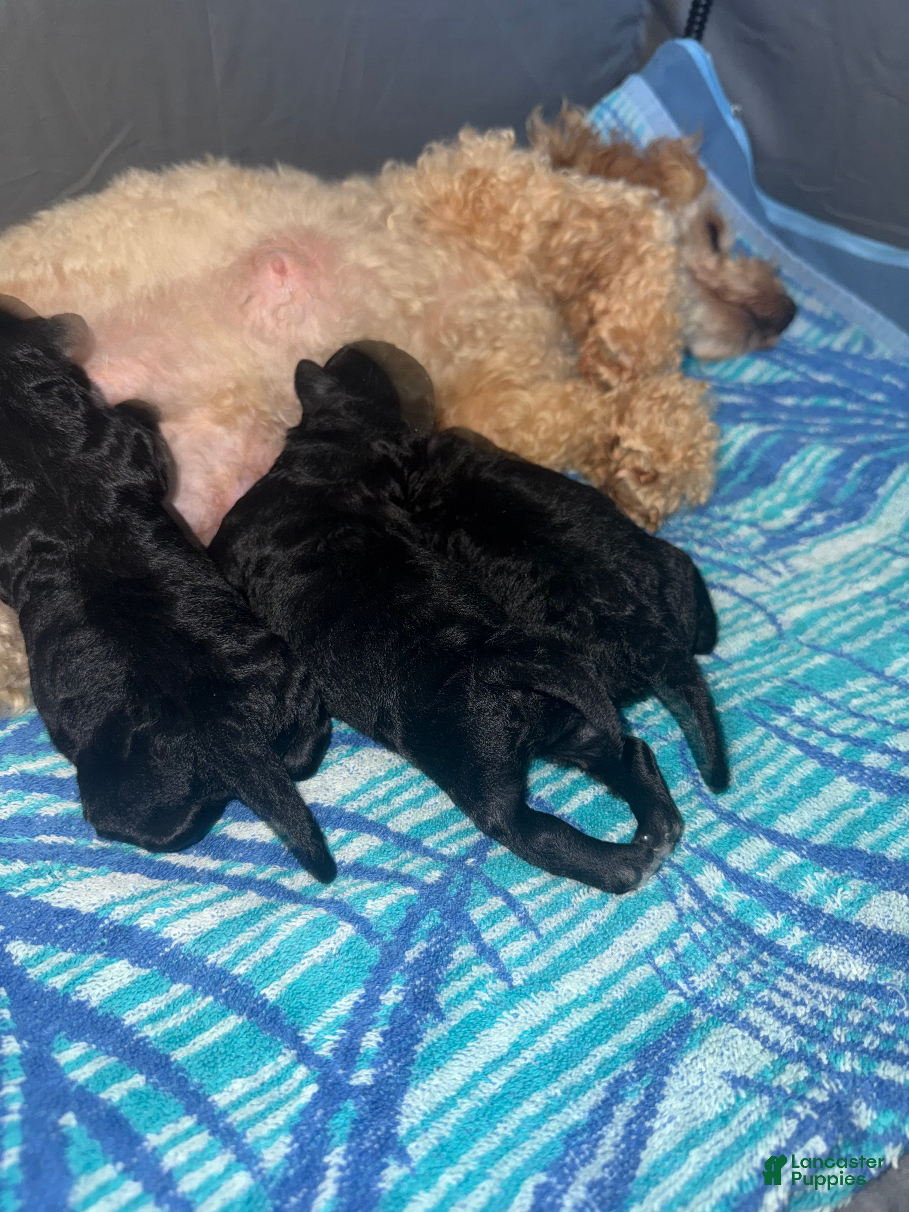 Miniature Poodle dogs Miniature Poodle 2 - Ad 39