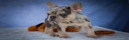 French Bulldog dogs for sale: Tinsley🎀 - Ad 10